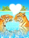 tigre amoureux