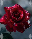 la rose du coeur