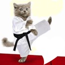 karate macsek