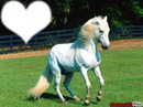 beau cheval blanc