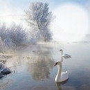 Cisnes