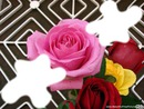 Jolies roses*