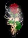 renewilly 1 rosa