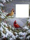 oiseaux d'hiver