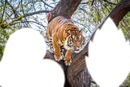 tigre bondissant