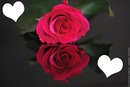 rose et coeur