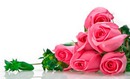 rosa de amor