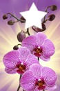 orchidé