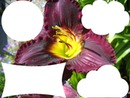 cadre des fleurs lys photos