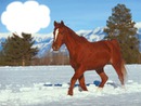 Le cheval dans la neige