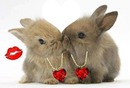 2 ptits lapins amoureux 1 photo