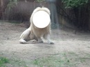 lion du zoo de la flèche♥♥♥