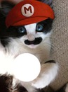 Коте Супер Марио