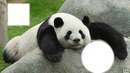 balavoine panda