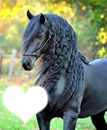 beau cheval noir