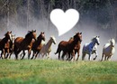love chevaux