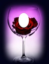 rose wine glass-hdh 1