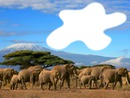 éléphants d'afrique