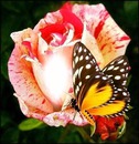 Rosa y mariposa