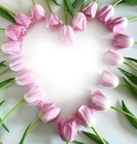 tulip heart