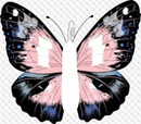 Mariposa hermosa