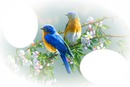 oiseau bleu et jaune