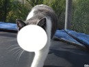 chat sur trampoline