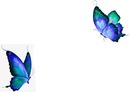 borboletas / mariposas