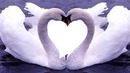 amor cisne