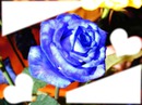 rosa bleue