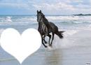 cheval sur la plage