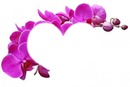 orchidée coeur