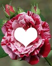 Rosa con corazon