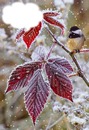 Oiseau sur une branche dans la neige