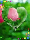 renewilly corazon y rosa roja