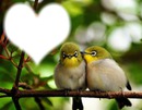 Oiseaux amoureux
