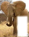 elephant  d'afrique
