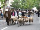 berger et ses moutons