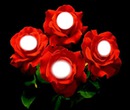 red roses bb