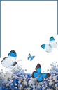 florecillas blancas y mariposas azules.