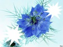 Fleurs bleu azur