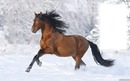 ló a hóban