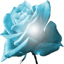 roses bleu