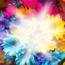 flores coloridas
