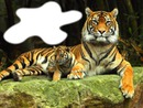 tigres du bengale