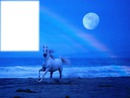blue sea and whute horse