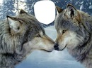 wolf in love