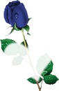 rosas azules