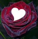 rose d"amour