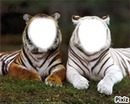 tigre et tigresse